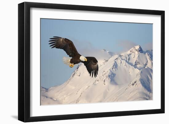 Bald Eagle in Flight-null-Framed Photographic Print