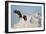 Bald Eagle in Flight-null-Framed Photographic Print