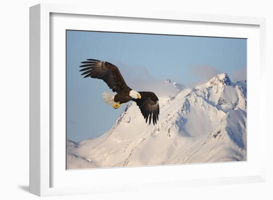 Bald Eagle in Flight-null-Framed Photographic Print