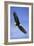 Bald Eagle in Flight-null-Framed Photographic Print