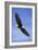 Bald Eagle in Flight-null-Framed Photographic Print