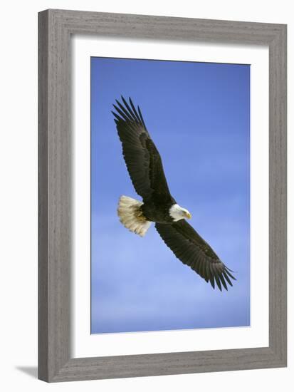 Bald Eagle in Flight-null-Framed Photographic Print