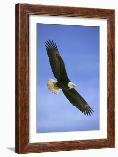 Bald Eagle in Flight-null-Framed Photographic Print