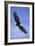 Bald Eagle in Flight-null-Framed Photographic Print