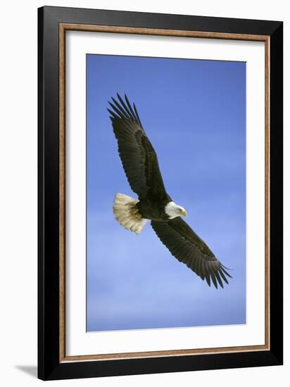 Bald Eagle in Flight-null-Framed Photographic Print