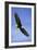 Bald Eagle in Flight-null-Framed Photographic Print