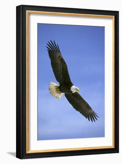 Bald Eagle in Flight-null-Framed Photographic Print