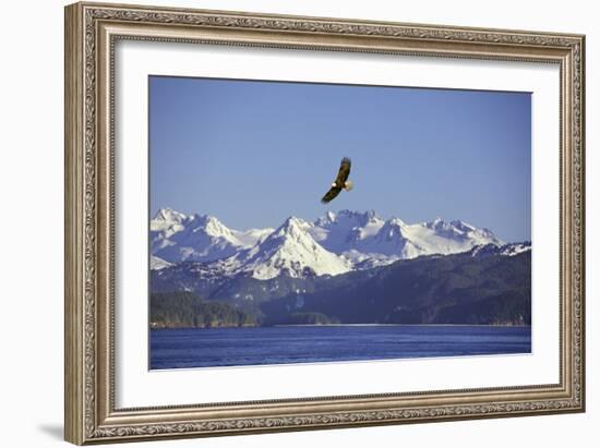 Bald Eagle in Flight-null-Framed Photographic Print