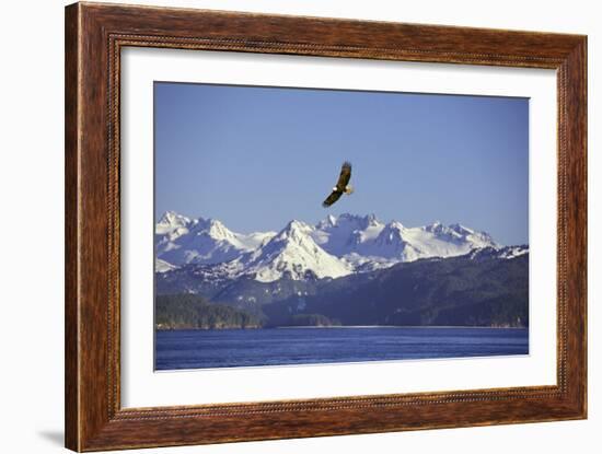 Bald Eagle in Flight-null-Framed Photographic Print