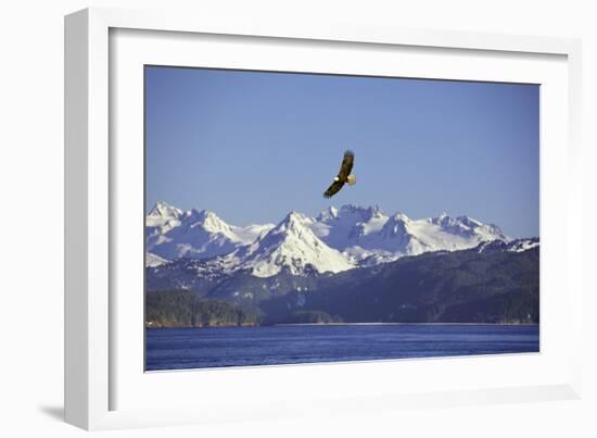 Bald Eagle in Flight-null-Framed Photographic Print