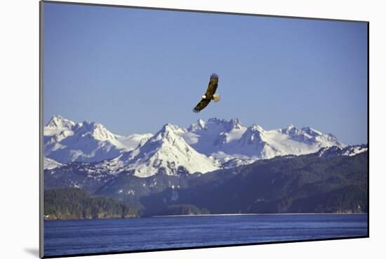 Bald Eagle in Flight-null-Mounted Photographic Print