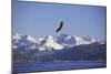 Bald Eagle in Flight-null-Mounted Photographic Print