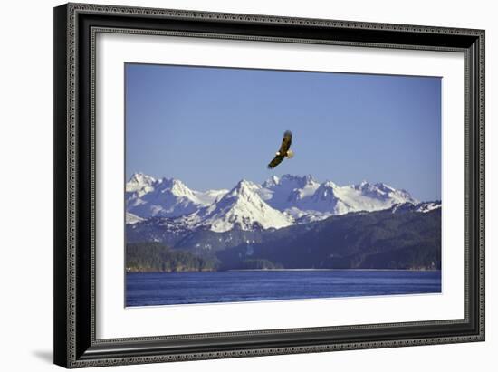 Bald Eagle in Flight-null-Framed Photographic Print