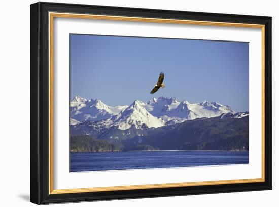 Bald Eagle in Flight-null-Framed Photographic Print