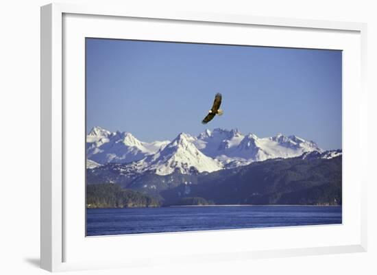 Bald Eagle in Flight-null-Framed Photographic Print