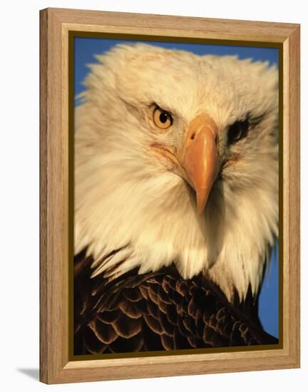 Bald Eagle in Kachemak Bay, Homer, Alaska, USA-Dee Ann Pederson-Framed Premier Image Canvas