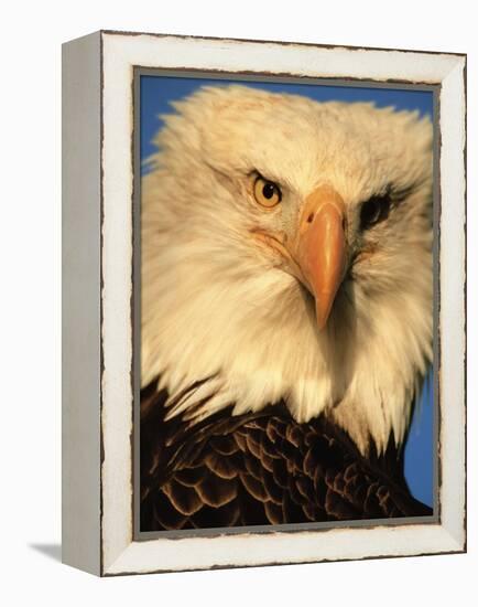 Bald Eagle in Kachemak Bay, Homer, Alaska, USA-Dee Ann Pederson-Framed Premier Image Canvas