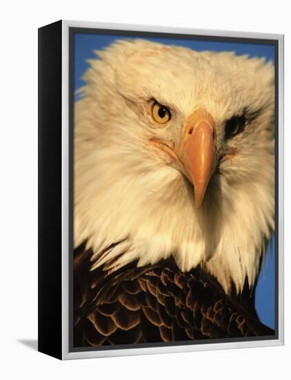 Bald Eagle in Kachemak Bay, Homer, Alaska, USA-Dee Ann Pederson-Framed Premier Image Canvas