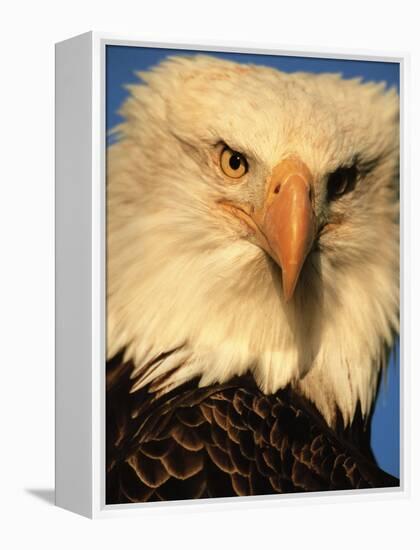 Bald Eagle in Kachemak Bay, Homer, Alaska, USA-Dee Ann Pederson-Framed Premier Image Canvas