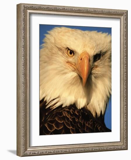 Bald Eagle in Kachemak Bay, Homer, Alaska, USA-Dee Ann Pederson-Framed Photographic Print