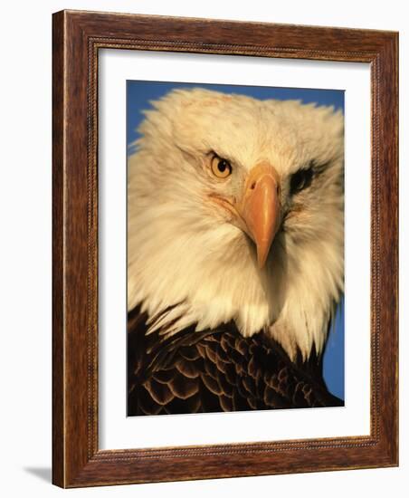 Bald Eagle in Kachemak Bay, Homer, Alaska, USA-Dee Ann Pederson-Framed Photographic Print