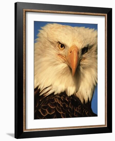 Bald Eagle in Kachemak Bay, Homer, Alaska, USA-Dee Ann Pederson-Framed Photographic Print