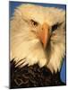 Bald Eagle in Kachemak Bay, Homer, Alaska, USA-Dee Ann Pederson-Mounted Photographic Print