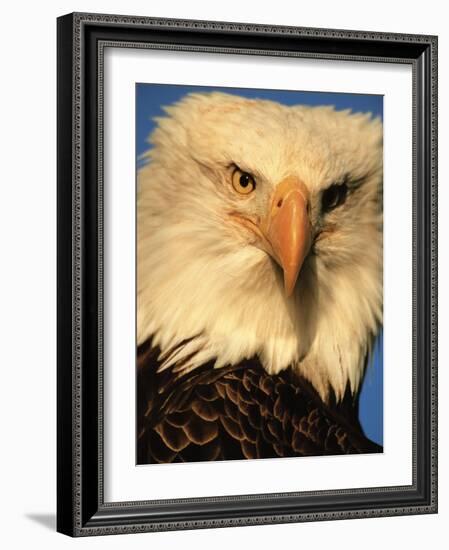 Bald Eagle in Kachemak Bay, Homer, Alaska, USA-Dee Ann Pederson-Framed Photographic Print