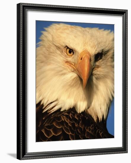 Bald Eagle in Kachemak Bay, Homer, Alaska, USA-Dee Ann Pederson-Framed Photographic Print