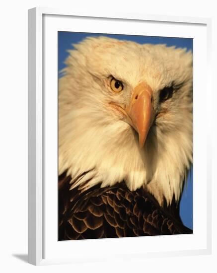 Bald Eagle in Kachemak Bay, Homer, Alaska, USA-Dee Ann Pederson-Framed Photographic Print