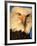 Bald Eagle in Kachemak Bay, Homer, Alaska, USA-Dee Ann Pederson-Framed Photographic Print