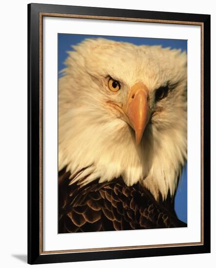 Bald Eagle in Kachemak Bay, Homer, Alaska, USA-Dee Ann Pederson-Framed Photographic Print