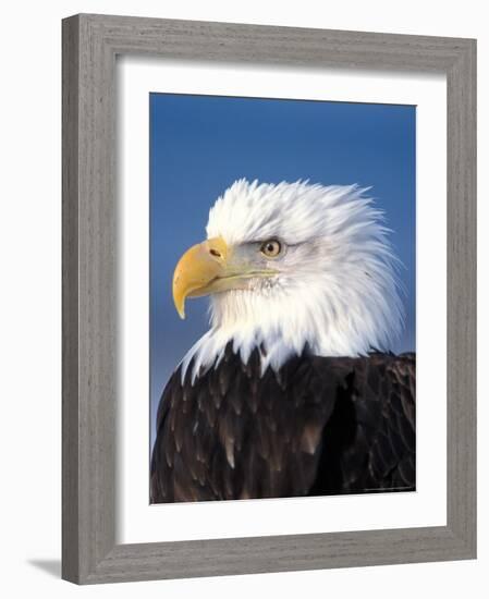 Bald Eagle in Katchemack Bay, Alaska, USA-Steve Kazlowski-Framed Photographic Print