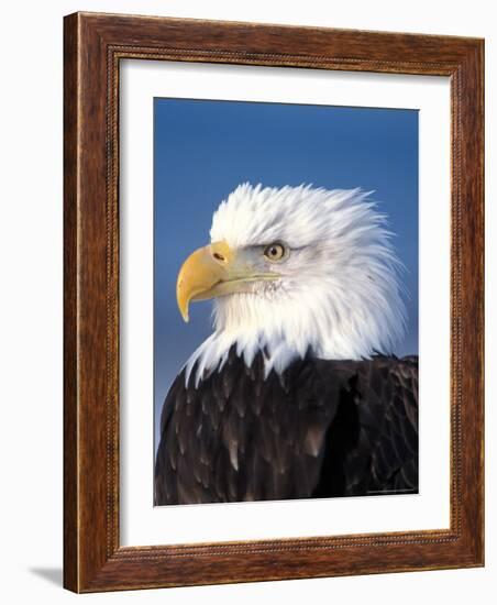 Bald Eagle in Katchemack Bay, Alaska, USA-Steve Kazlowski-Framed Photographic Print