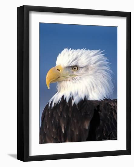 Bald Eagle in Katchemack Bay, Alaska, USA-Steve Kazlowski-Framed Photographic Print