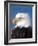 Bald Eagle in Katchemack Bay, Alaska, USA-Steve Kazlowski-Framed Photographic Print