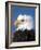 Bald Eagle in Katchemack Bay, Alaska, USA-Steve Kazlowski-Framed Photographic Print