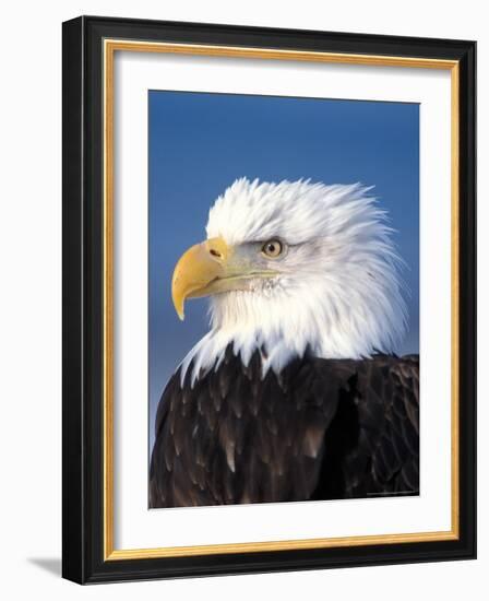 Bald Eagle in Katchemack Bay, Alaska, USA-Steve Kazlowski-Framed Photographic Print