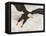 Bald Eagle in Landing Posture, Homer, Alaska, USA-Arthur Morris-Framed Premier Image Canvas