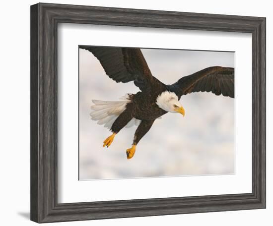 Bald Eagle in Landing Posture, Homer, Alaska, USA-Arthur Morris-Framed Photographic Print