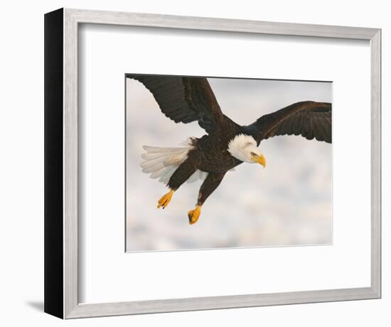 Bald Eagle in Landing Posture, Homer, Alaska, USA-Arthur Morris-Framed Photographic Print