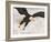 Bald Eagle in Landing Posture, Homer, Alaska, USA-Arthur Morris-Framed Photographic Print