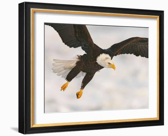 Bald Eagle in Landing Posture, Homer, Alaska, USA-Arthur Morris-Framed Photographic Print