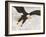 Bald Eagle in Landing Posture, Homer, Alaska, USA-Arthur Morris-Framed Photographic Print