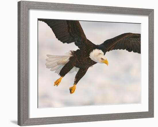 Bald Eagle in Landing Posture, Homer, Alaska, USA-Arthur Morris-Framed Photographic Print