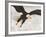 Bald Eagle in Landing Posture, Homer, Alaska, USA-Arthur Morris-Framed Photographic Print