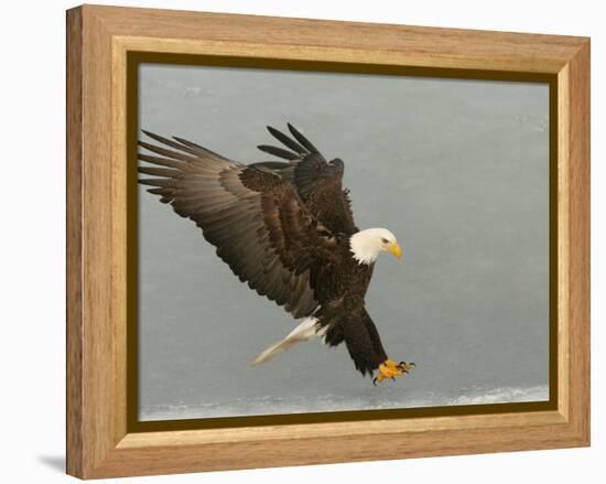 Bald Eagle in Landing Posture, Homer, Alaska, USA-Arthur Morris-Framed Premier Image Canvas