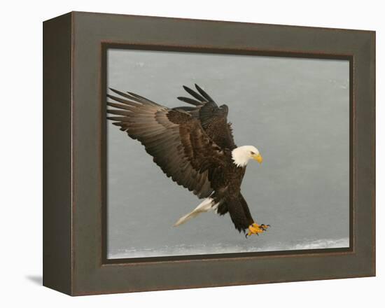 Bald Eagle in Landing Posture, Homer, Alaska, USA-Arthur Morris-Framed Premier Image Canvas