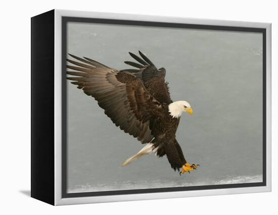 Bald Eagle in Landing Posture, Homer, Alaska, USA-Arthur Morris-Framed Premier Image Canvas