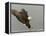 Bald Eagle in Landing Posture, Homer, Alaska, USA-Arthur Morris-Framed Premier Image Canvas